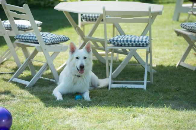 Четвероногие друзья украинских селебретис: топ-10 звездных песиков