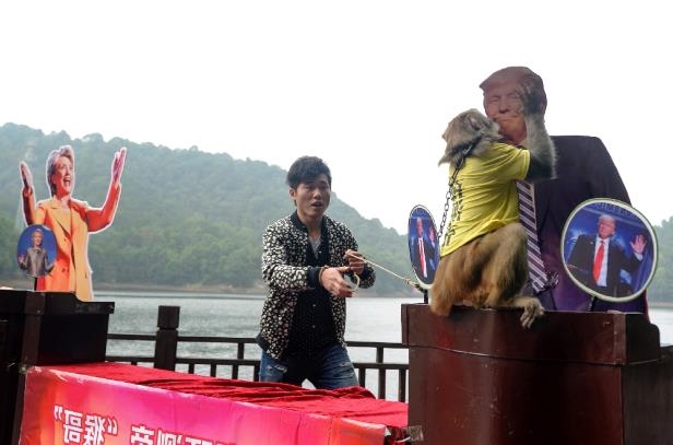 Вибори в США: китайська мавпа-пророк назвала ім'я наступного президента