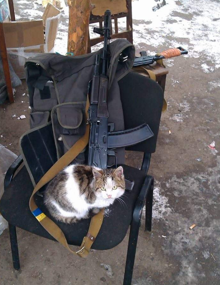 &quot;Котиков вам в ленту&quot;: блогер показал &quot;боевых пушистиков&quot; на Донбассе