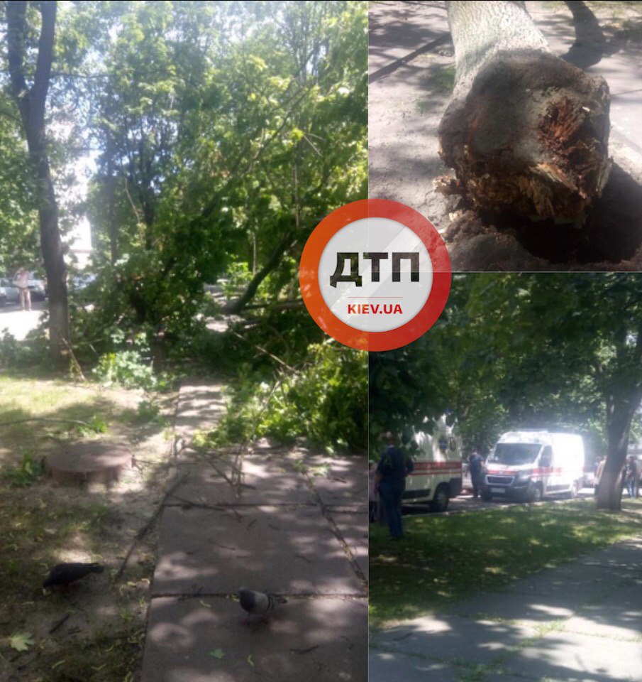 В Киеве людей придавило упавшим деревом: фото и подробности