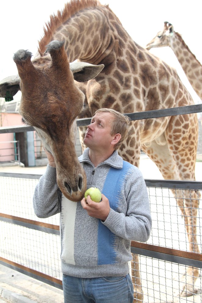 Зубков и жираф