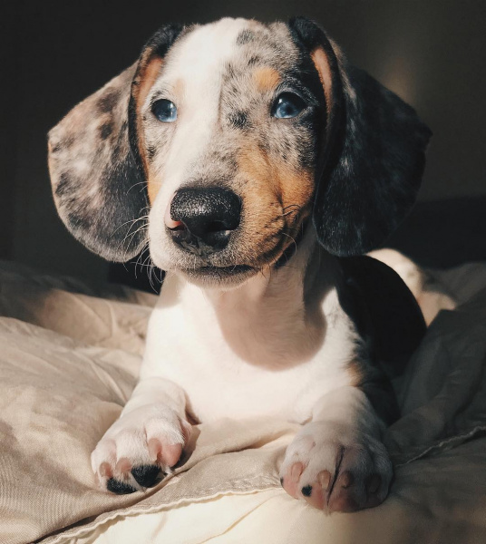 Четвероногие друзья украинских селебретис: топ-10 звездных песиков