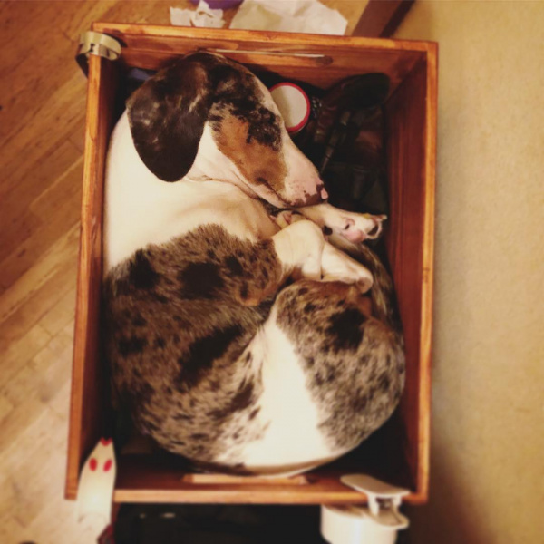 Четвероногие друзья украинских селебретис: топ-10 звездных песиков