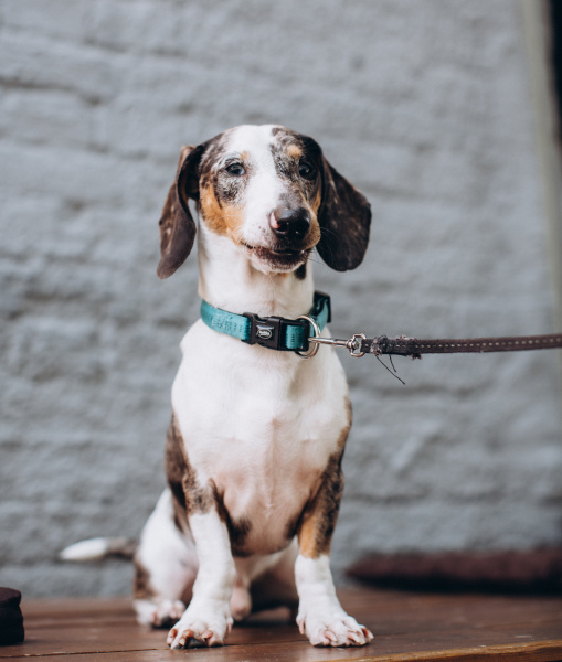 Четвероногие друзья украинских селебретис: топ-10 звездных песиков