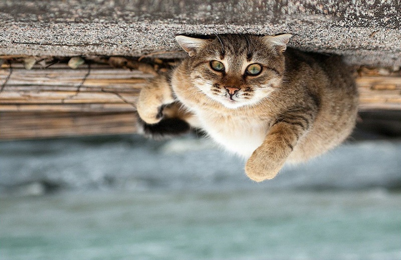 Приголомшливо красиво: український фотограф показав дивовижні фото тварин