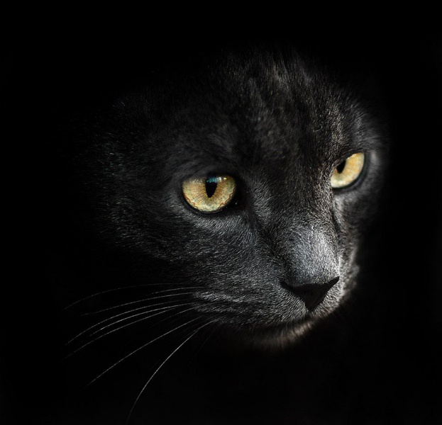 Приголомшливо красиво: український фотограф показав дивовижні фото тварин