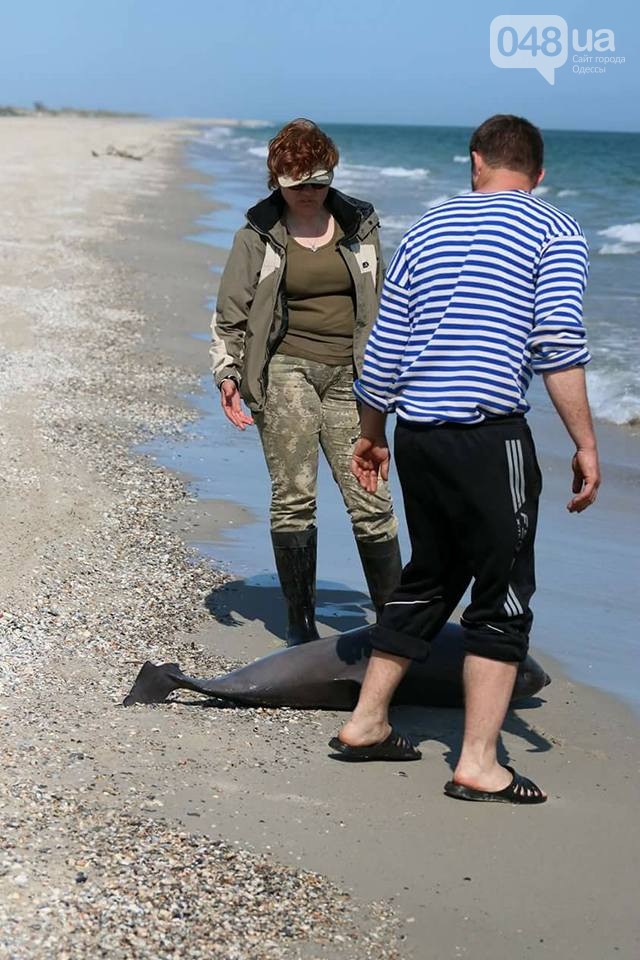 В Одесской области нашли мертвого дельфина (фото)