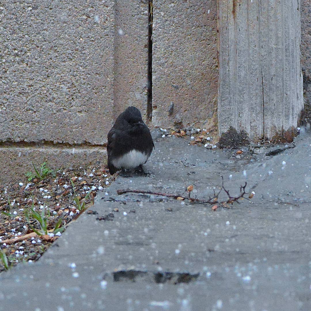 Такого не було 57 років: у Лос-Анджелесі випав сніг (фото, відео)