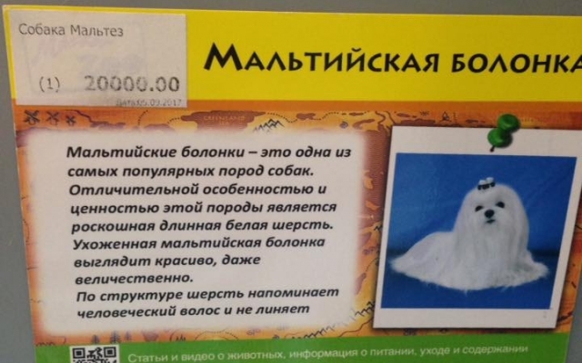 У зоомагазині Запоріжжя помирає позбавлена догляду собака вартістю 20 тисяч гривень
