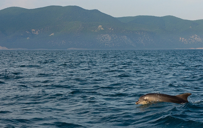Вчені виявили несподівану знахідку на дні Чорного моря: що відомо