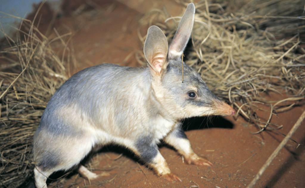 В Австралии в дикую природу выпустили очень редкое млекопитающее