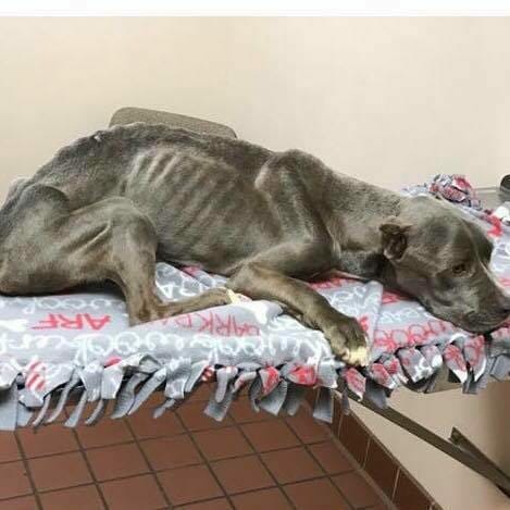 Он увидел изможденного питбуля, умирающего в клетке, и нарушил закон, чтобы спасти животное от смерти