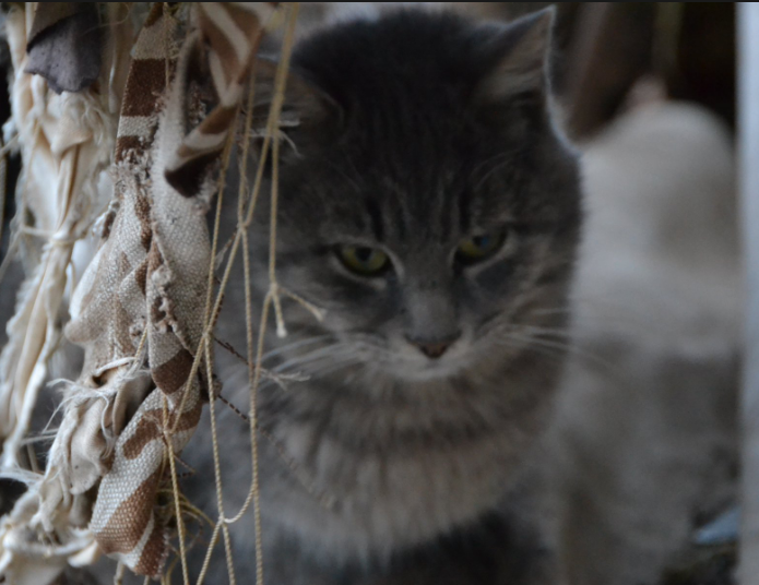 &quot;Котиков вам в ленту&quot;: блогер показал &quot;боевых пушистиков&quot; на Донбассе