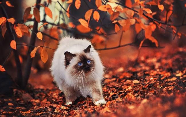 Тотально сонячно: синоптики розповіли про погоду в неділю