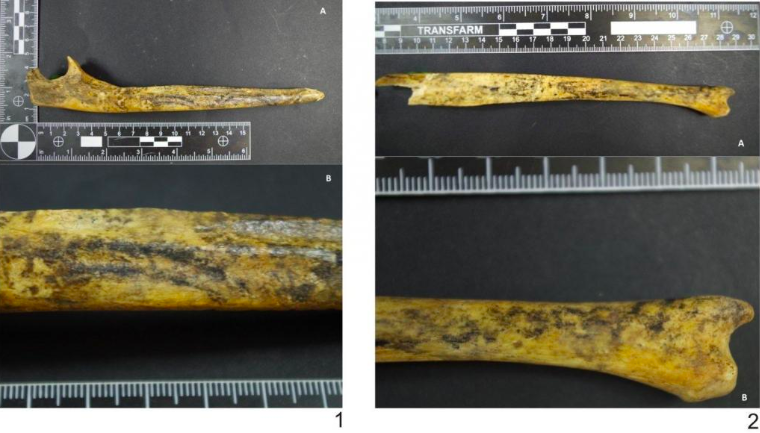 "Это большая редкость": украинские ученые рассказали об уникальной находке (фото)