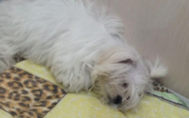 У зоомагазині Запоріжжя помирає позбавлена догляду собака вартістю 20 тисяч гривень