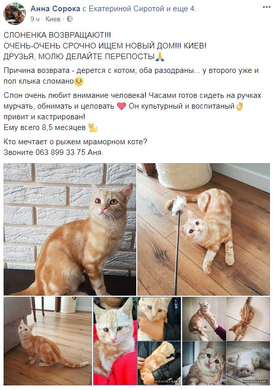 "Хто мріє про рудого кота?": у Києві терміново шукають дім милій тварині (фото)