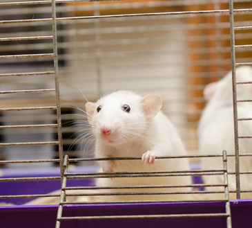 Біологам вдалося "відновити" сітківку ока миші, видаливши ген сліпоти