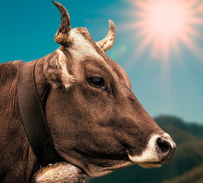 Історія вакцинації