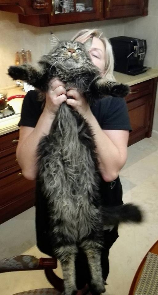 У мережі розповіли подробиці про собаку, з якою кружляв у танці Луценко