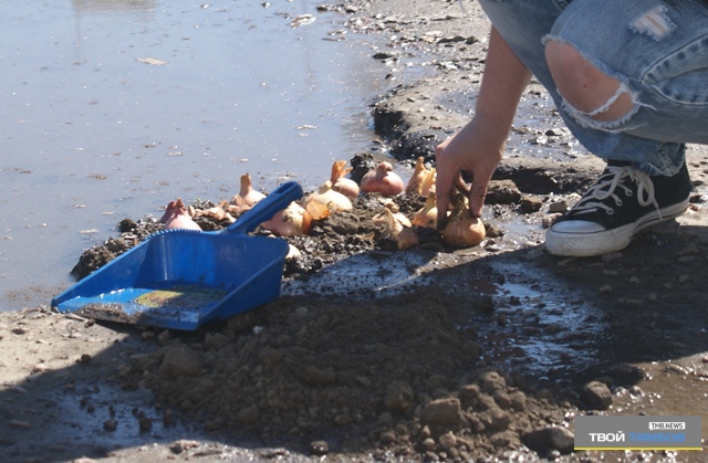 высадка лука на дороге