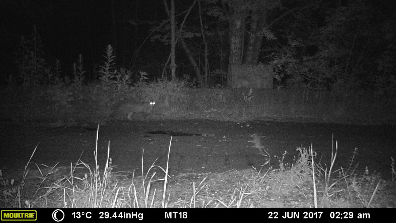 В Беларуси обнаружили лесного кота, который считался вымершим