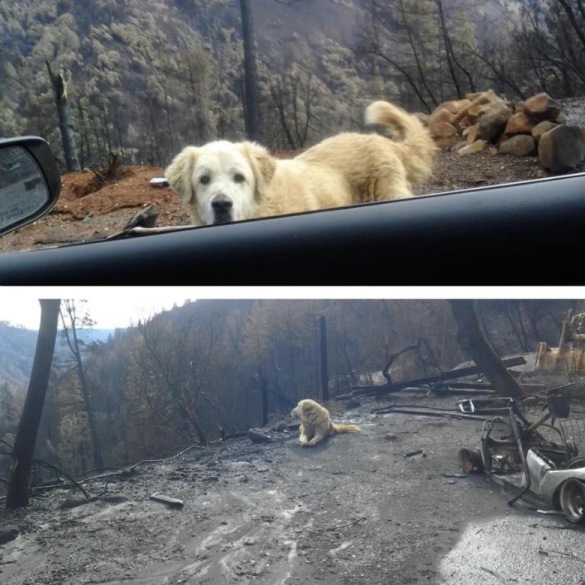 &quot;Никогда не сдавайтесь&quot;: пес месяц прождал хозяев у сгоревшего дома