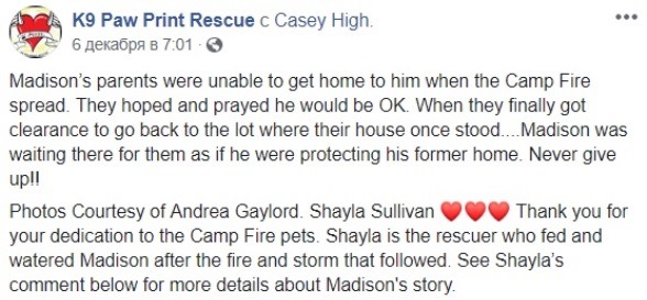 &quot;Никогда не сдавайтесь&quot;: пес месяц прождал хозяев у сгоревшего дома