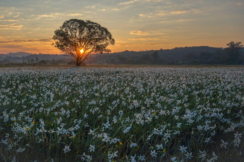 долина нарциссов