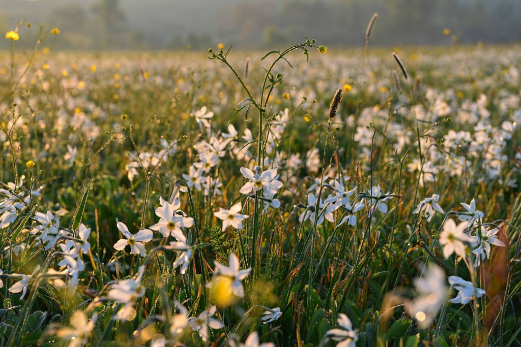 долина нарциссов