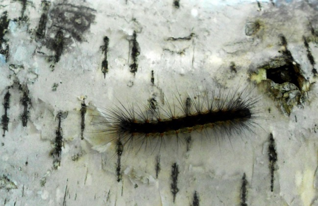 В Украине обнаружили личинки опасного вредителя, способного оставить целые деревья без листьев