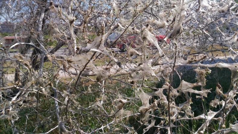 нашествие моли