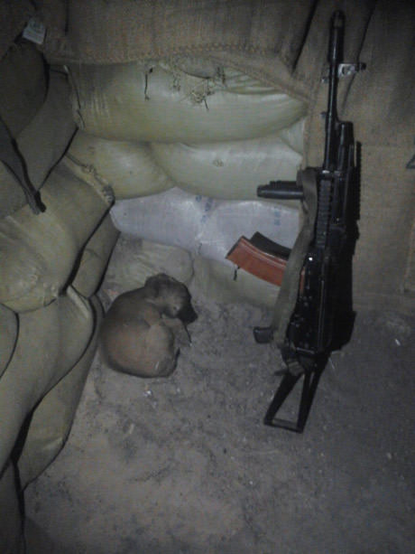 Пушистые патриоты Украины, которые поразили весь мир (фото)