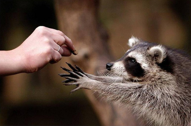 Вот почему хозяева енотов - самые счастливые люди на свете (лучшие фото и видео из сети)