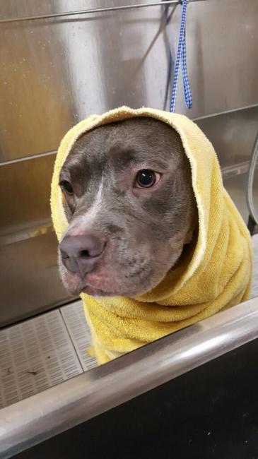 Он увидел изможденного питбуля, умирающего в клетке, и нарушил закон, чтобы спасти животное от смерти