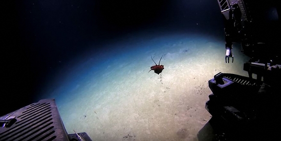 В Мексиканском заливе океанологи обнаружили неизвестное науке существо (видео)