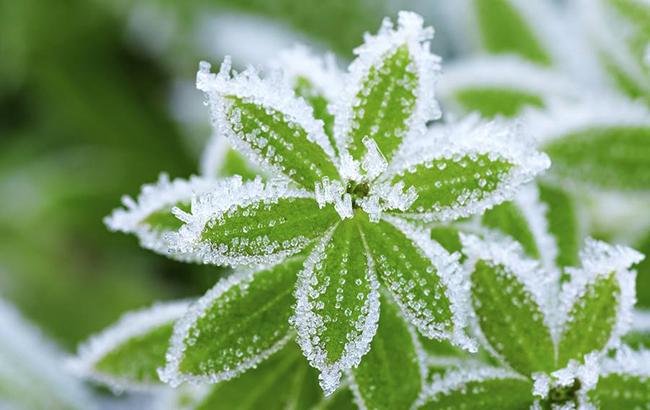 &quot;В страну придут первые заморозки&quot;: синоптики рассказали, когда ждать похолодания