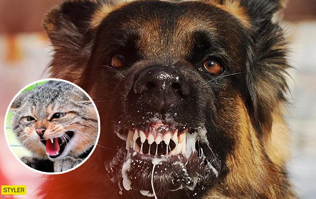 Впилася в обличчя іклами: під Кропивницьким через укус домашньої собаки помер чоловік