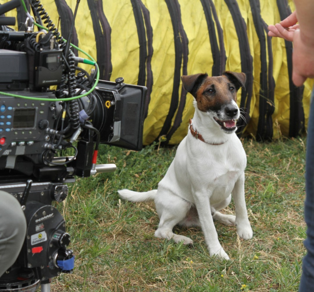 Четвероногие друзья украинских селебретис: топ-10 звездных песиков