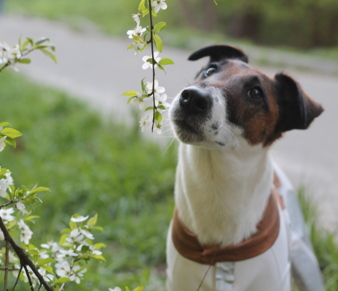 Четвероногие друзья украинских селебретис: топ-10 звездных песиков