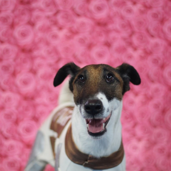 Четвероногие друзья украинских селебретис: топ-10 звездных песиков