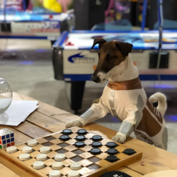 Четвероногие друзья украинских селебретис: топ-10 звездных песиков