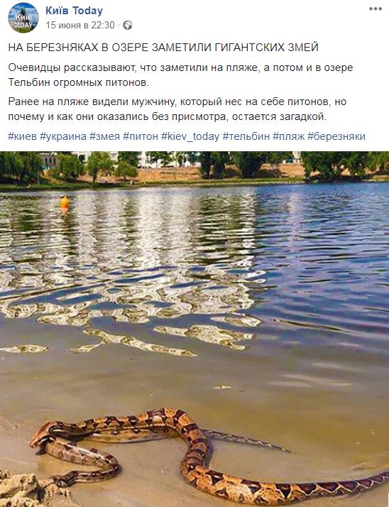 "Ужас": в Киеве на пляже отдыхали питоны (фото)