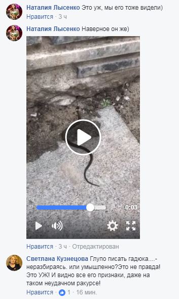 "Гади атакують!": У Києві зафіксували небезпечну рептилію