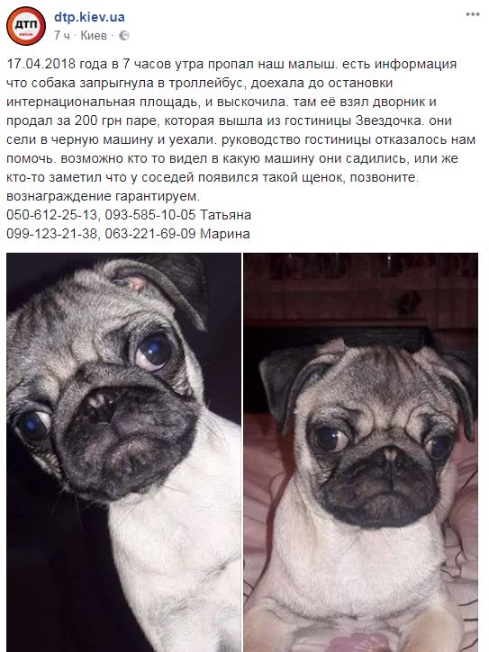 У Києві зникло цуценя: в мережі просять про допомогу за винагороду (фото)