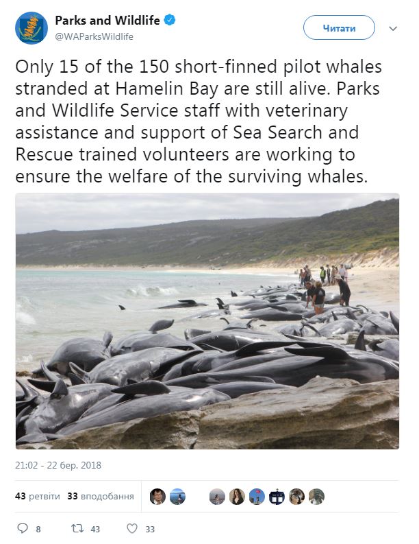 В Австралии выбросились на берег 150 дельфинов (видео)