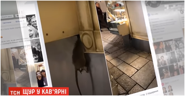 "Застряла в полу": в элитном кафе Киева девушка нашла дохлую крысу