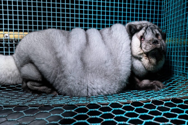 Животные на пушных фермах