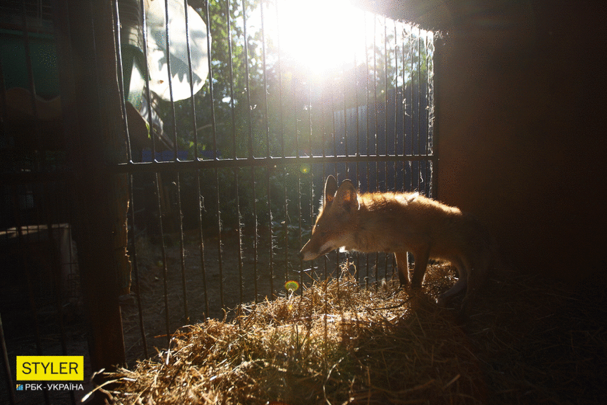 &quot;Били об стіну, нацьковували собак&quot;: як волонтер із Запоріжжя виходжує диких тварин і чому любить їх більше людей