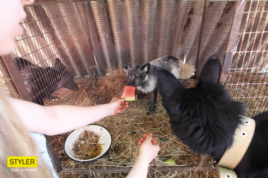 &quot;Били об стіну, нацьковували собак&quot;: як волонтер із Запоріжжя виходжує диких тварин і чому любить їх більше людей
